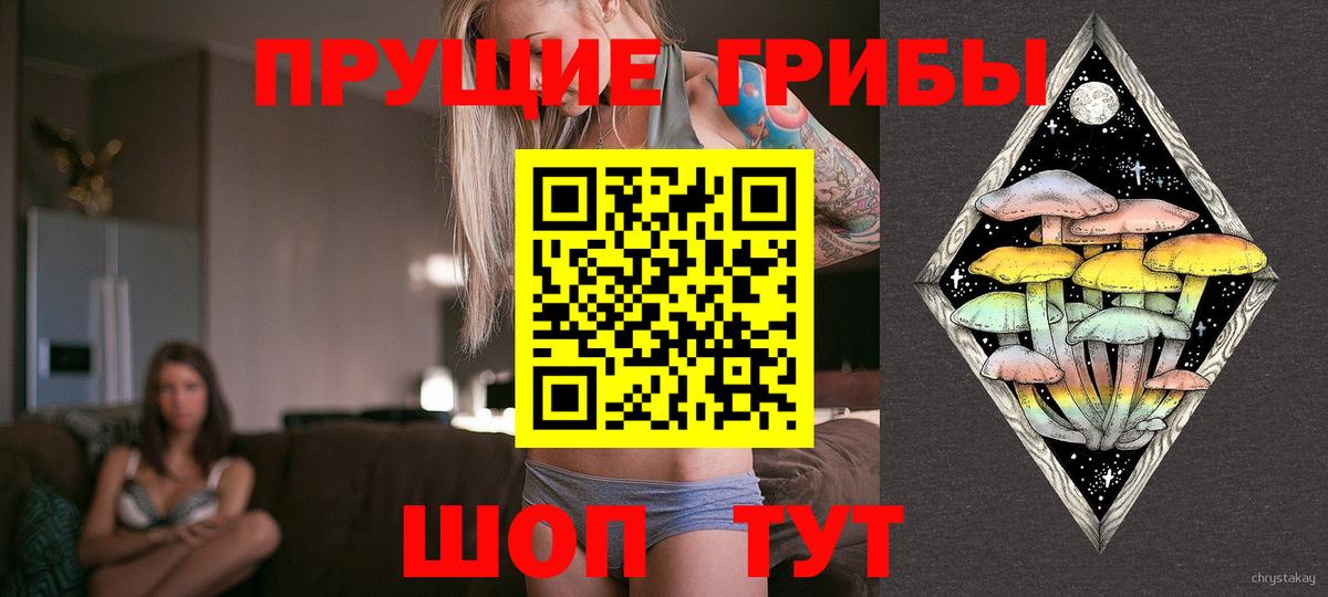 Кызыл  Псилоцибиновые грибы Cubensis  Псилоцибиновые грибы Cubensis  Вход с VPN 